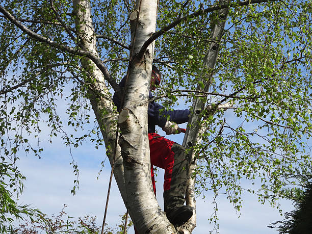 Best Utility Line Clearance  in Barberton, OH